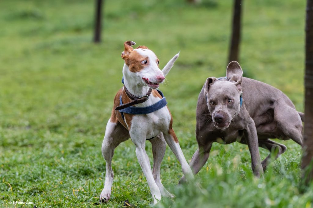 Perro emitiendo diferentes señales de lenguaje canino