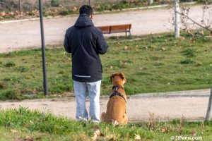 Perro con arnés