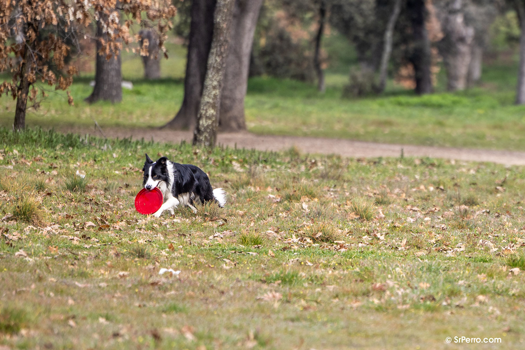 Un perro juega con un frisbee