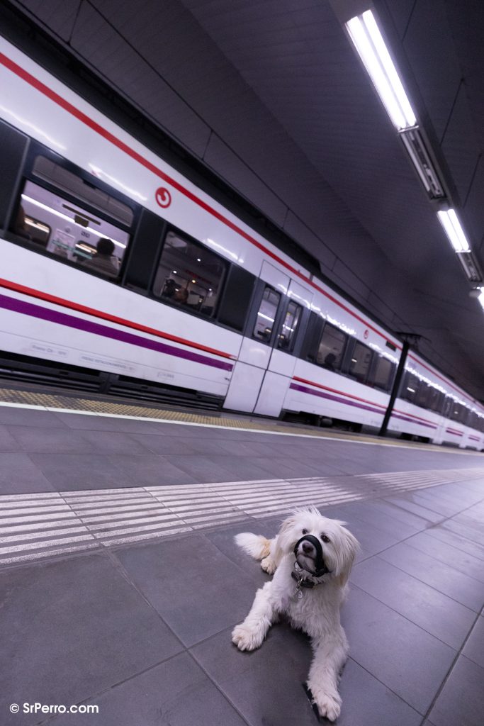 Perra en Cercanías con su bozal