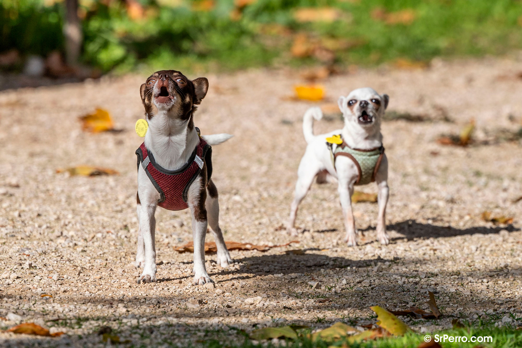Perros chihuahua ladrando