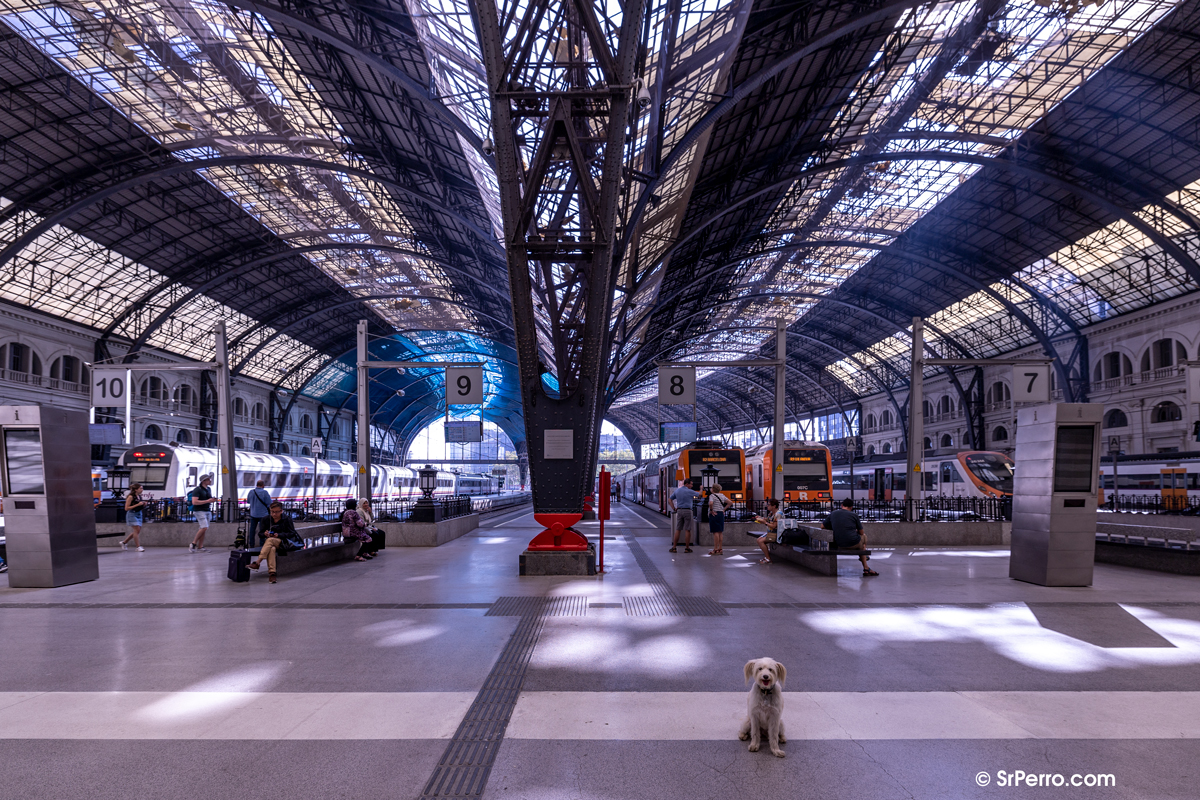 Una perra la Estación de Francia