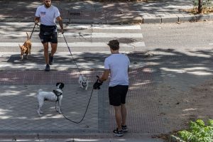 Varias personas en un paso de cebra con sus perros