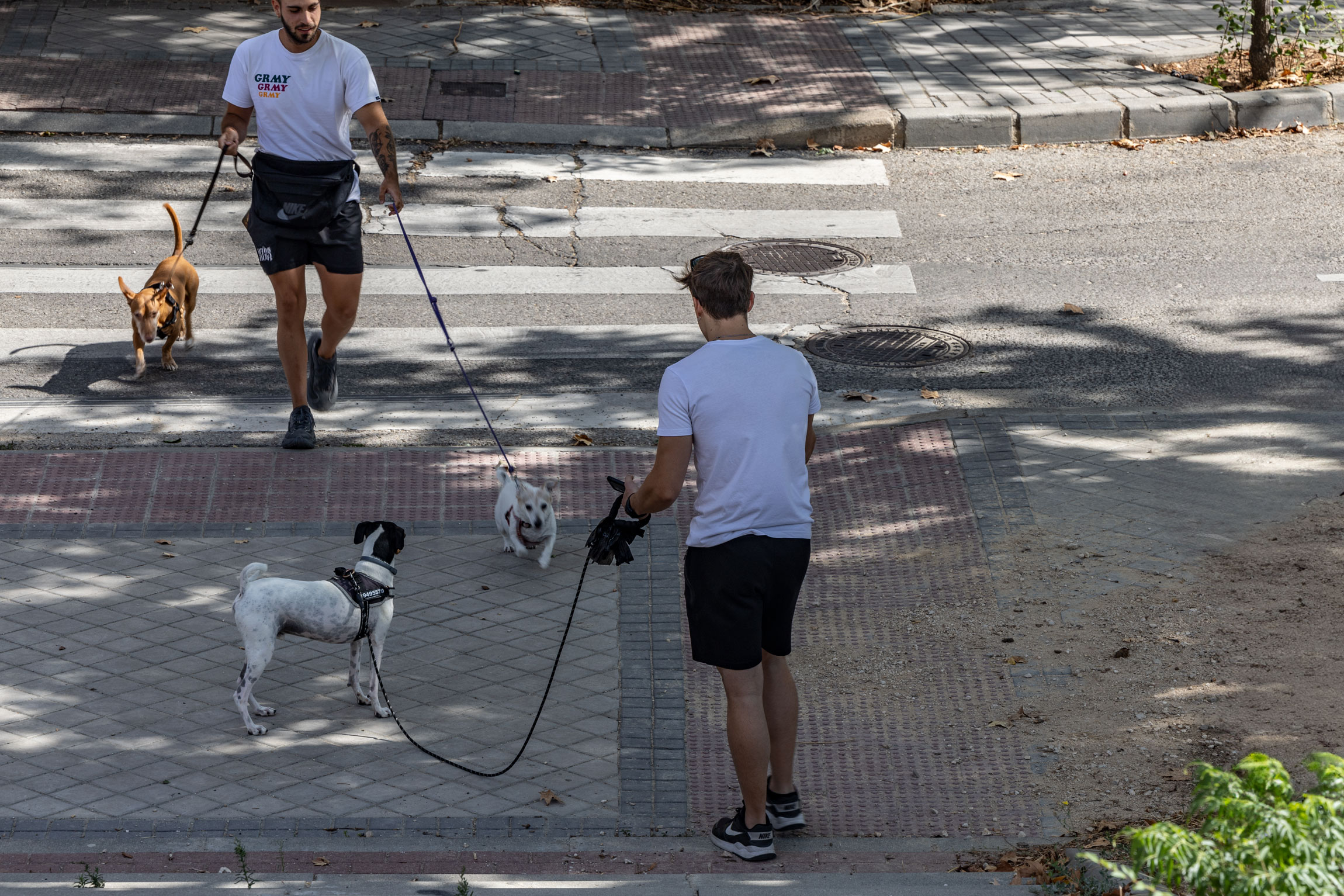 Varias personas en un paso de cebra con sus perros