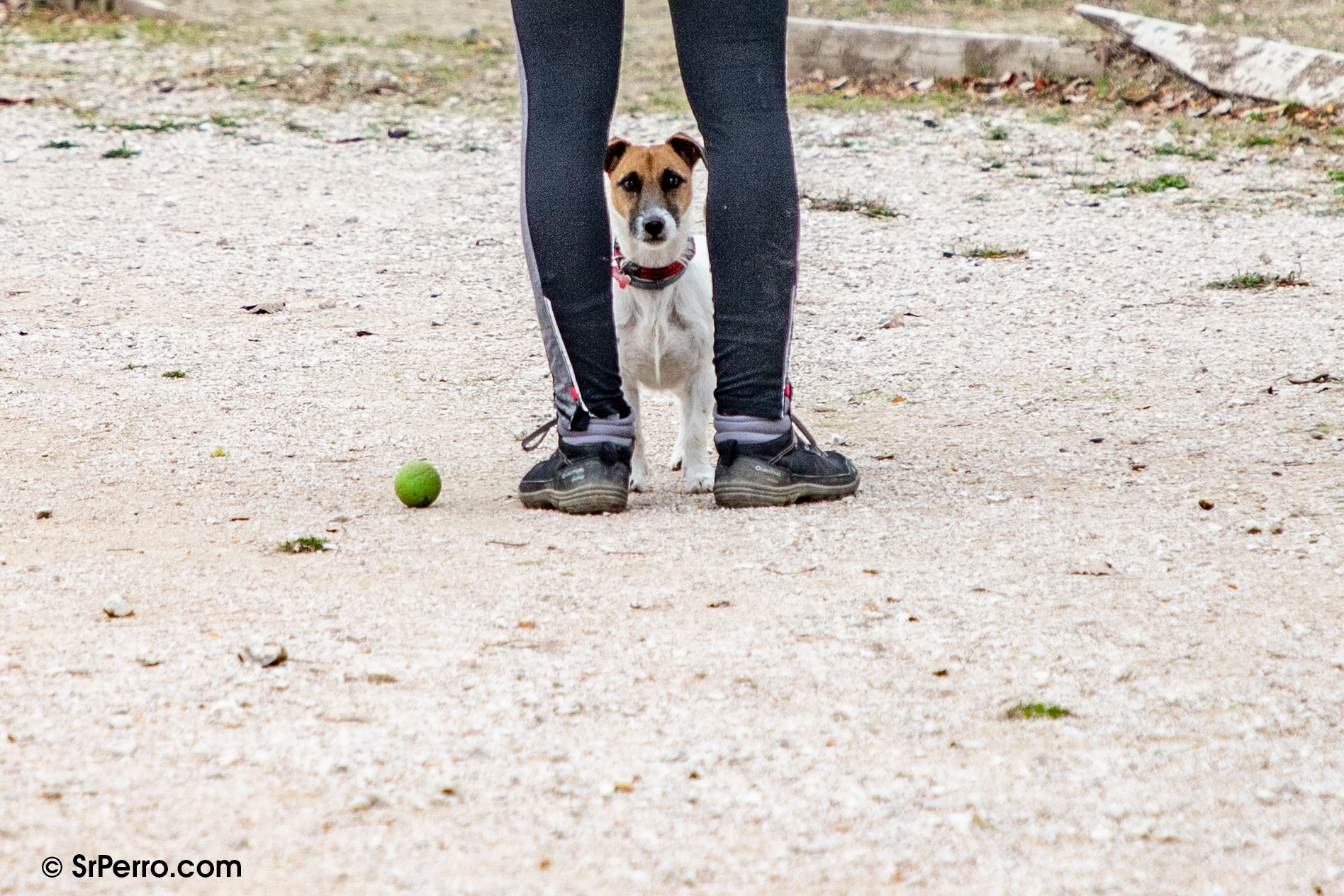 El (falso) líder de la manada