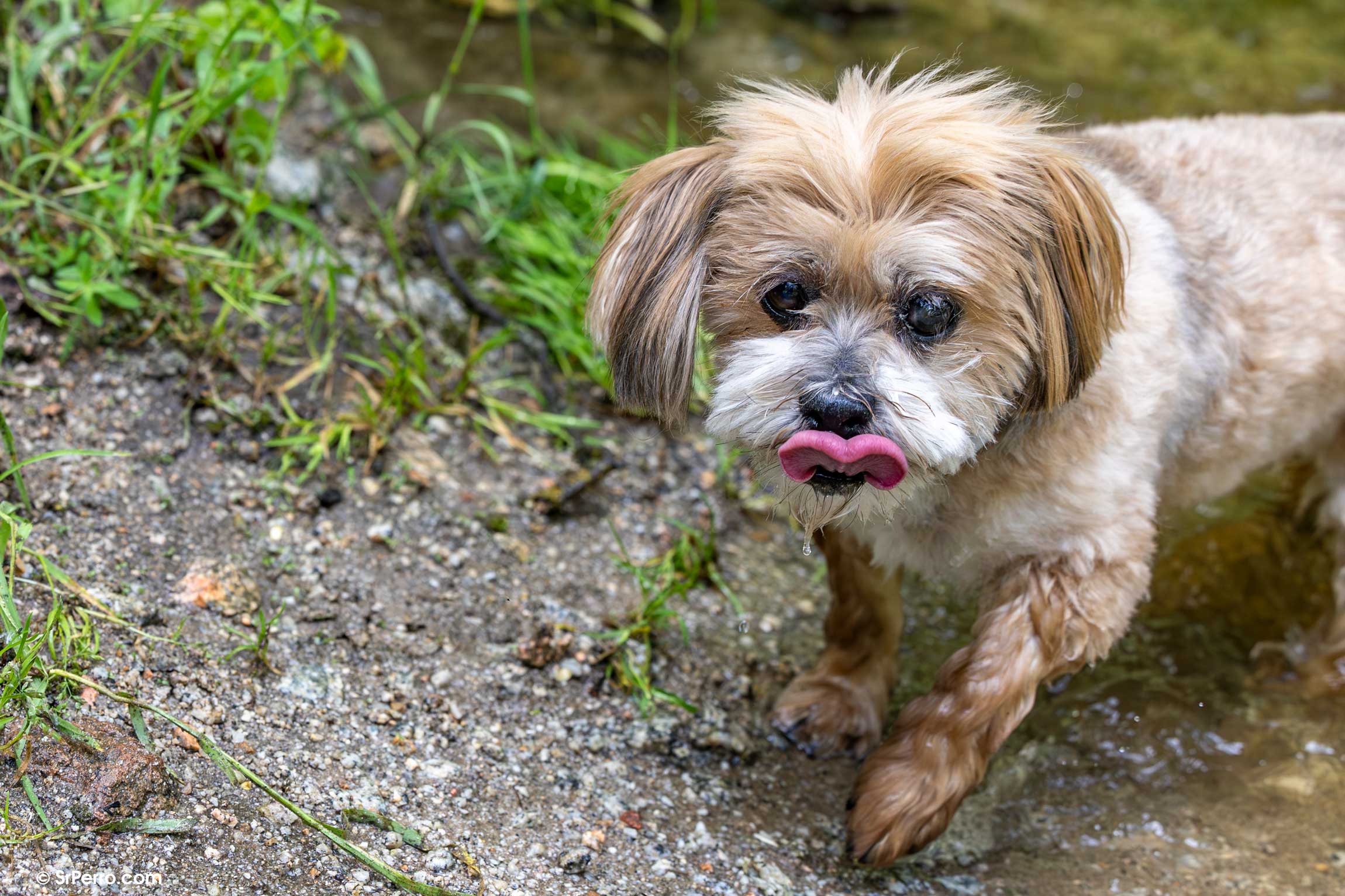 Una perra paseando por el campo