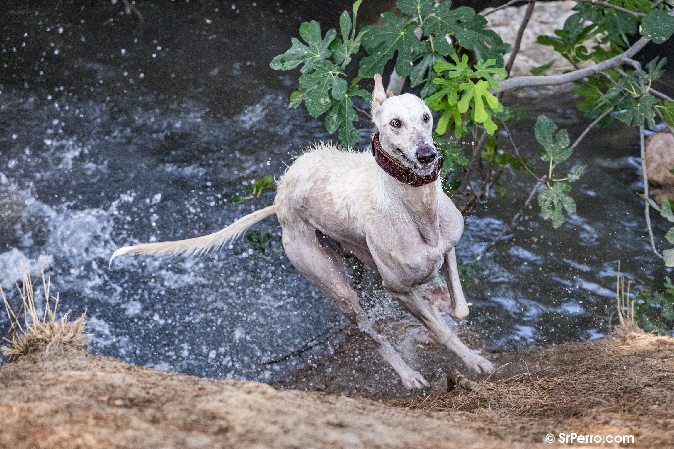 Un galgo adoptado corriendo feliz