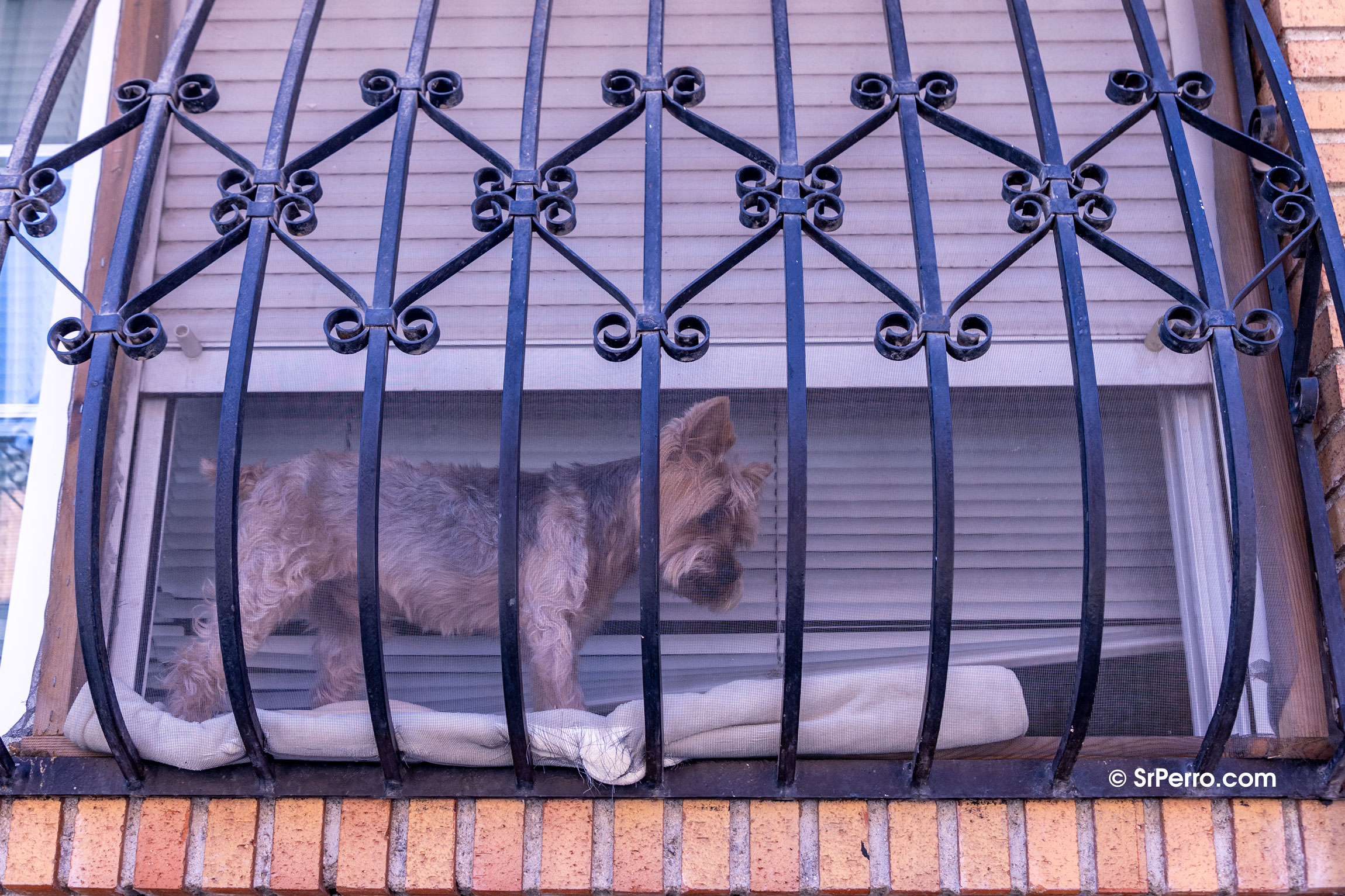 Perrito Yorkie en una ventana