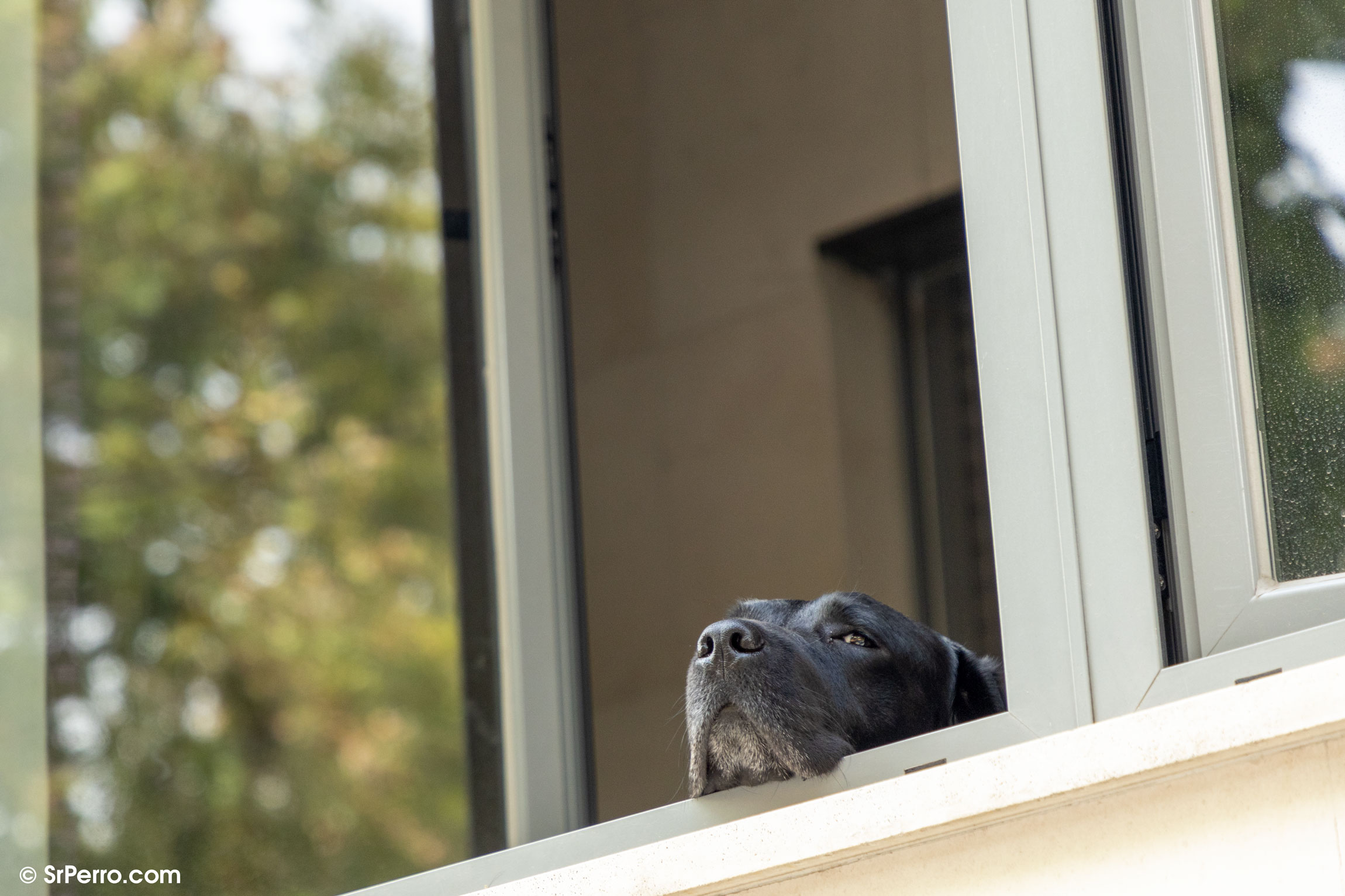 Un perro solo en casa