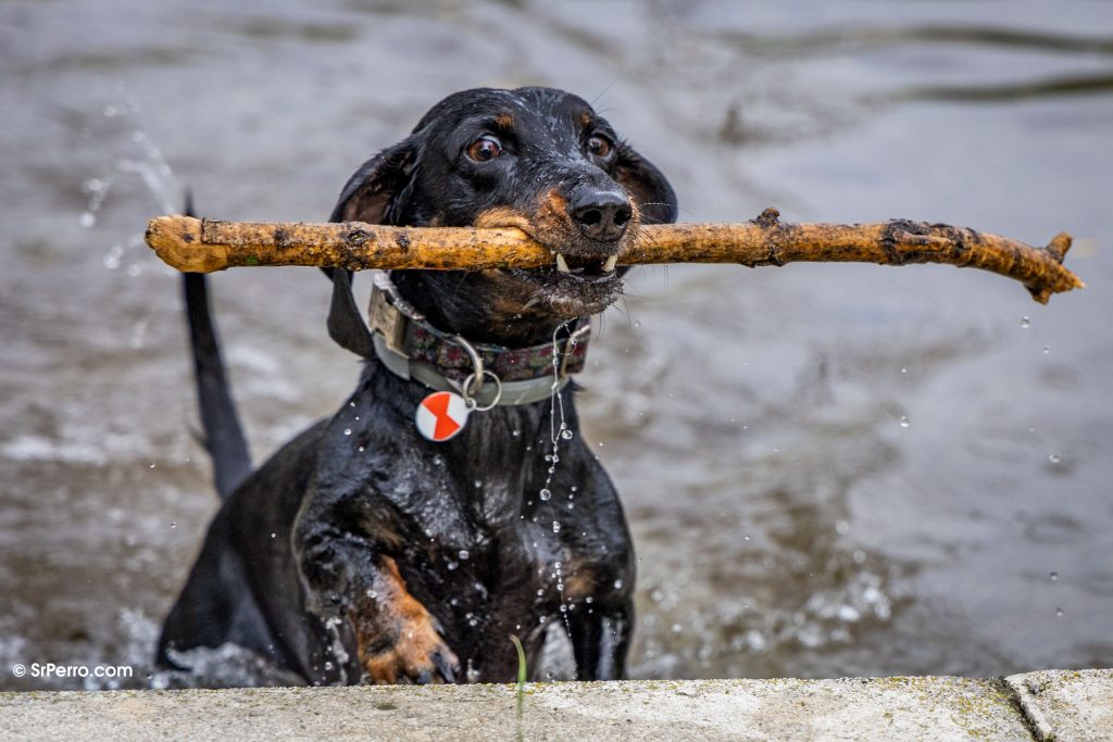 Salchicha jugando con un palo