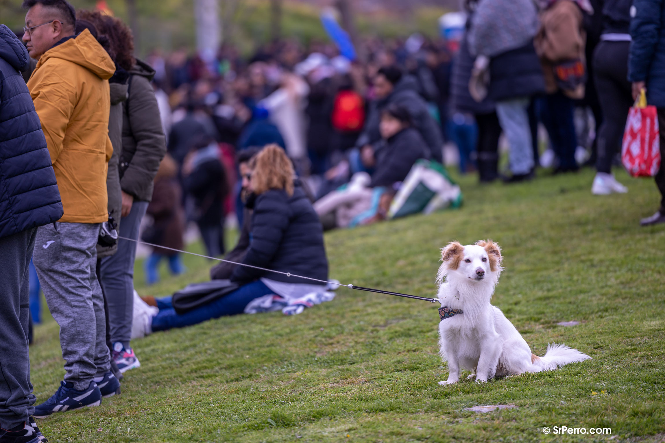 Un perro asilado en una multitud de gente