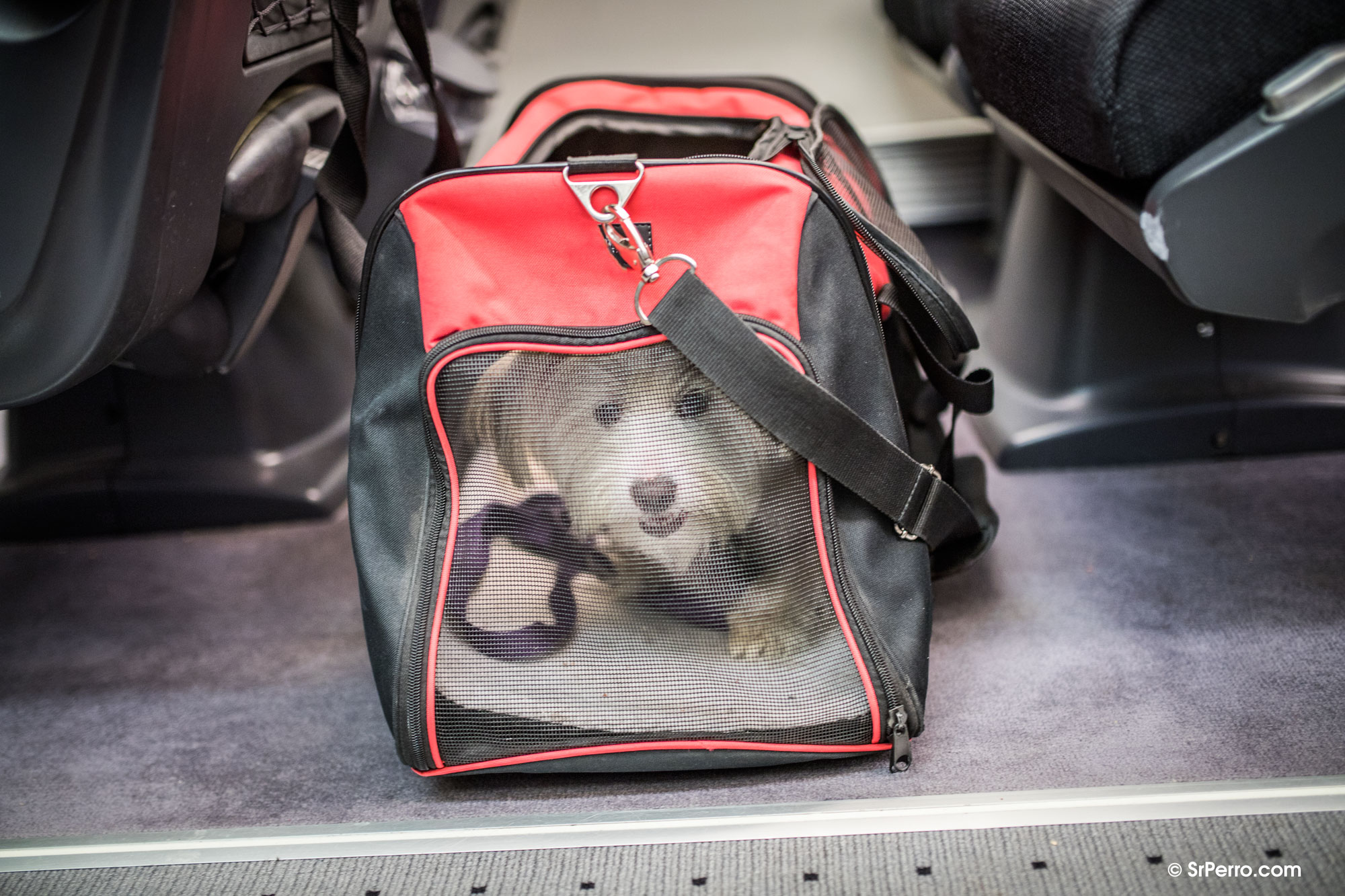 Una perra dentro de un transportín