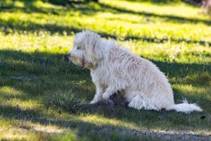 Perro bostezando