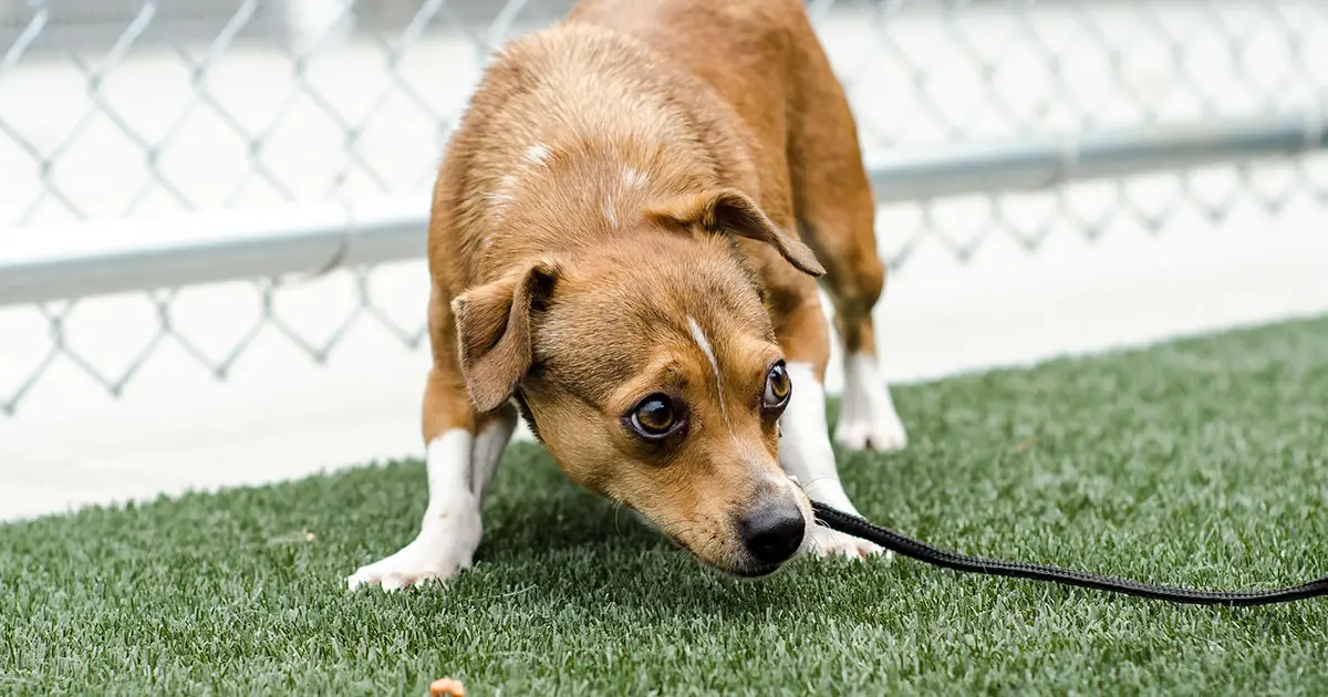 Perro asustado- estudio de ASPCA