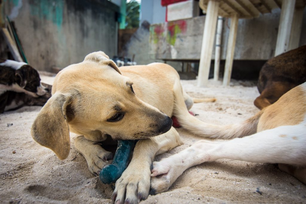 Perros en una protectora