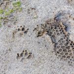 Huellas de perros y personas