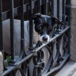 Perro preocupado solo en casa