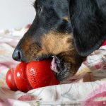 Perra disfrutando de un kong relleno