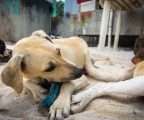 Perros en una protectora