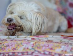 Una perra con un hueso
