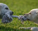 Dos cachorros jugando